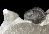 Enrolled Eldredgeops (Phacops) Trilobite With Horn Coral #55001-3